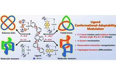 Ligand conformational adaptability modulated self-assembly of Solomon links (412 ) and trefoil knots (31) 2025.100712
